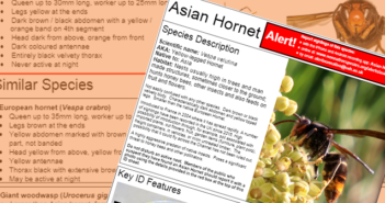 NNSS: Asian hornet identification poster