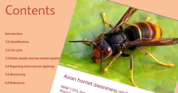 CIEH: Asian hornet awareness & identification