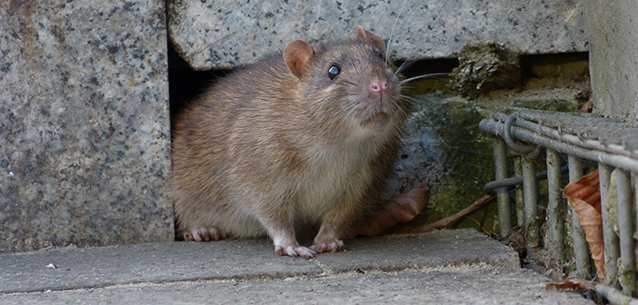 Welsh council votes to restore pest control service