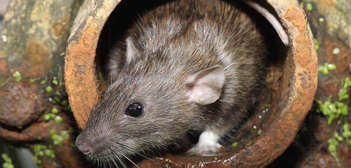 UK warning as rats are swimming up toilet pipes to get into homes