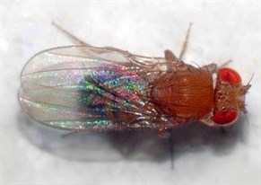 1 Drosophila Melanogaster Andrá© Karwath Ed