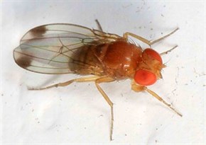 2 Spotted Winged Drosophila Drosophila Suzukii Judy Gallagher Ed