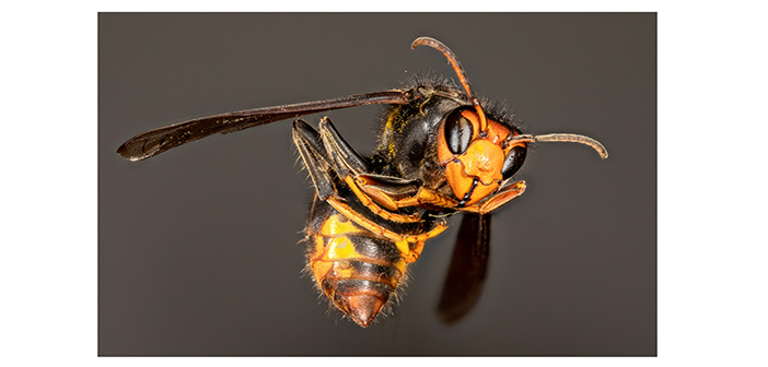Defra confirms insects found in Norfolk are not 'murder hornets'