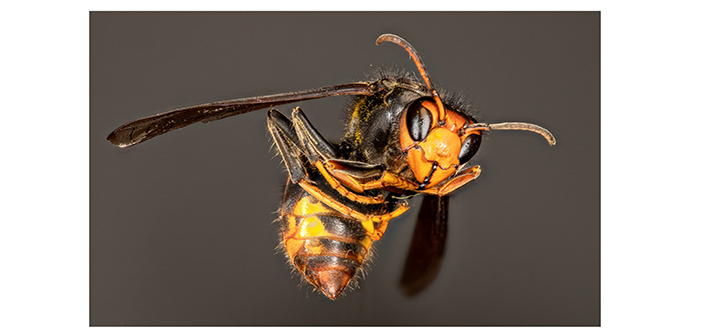 Northumberland sighting of Asian hornet