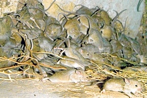 Mouse plague