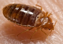Wanted bedbugs dead or alive!