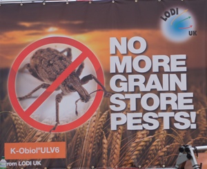 No grain pests