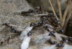 Flying ants swarm