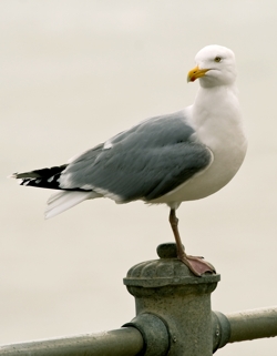 Herring gull