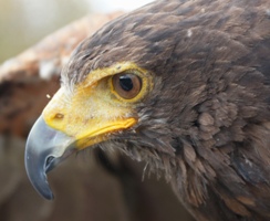 Harris Hawk