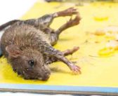 Glue Traps (Offences) Bill passes committee stage without amendment