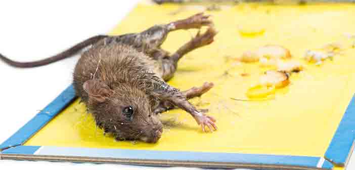 Government backs Bill banning the use of glue traps for pest control