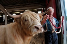 Royal Show - cattle