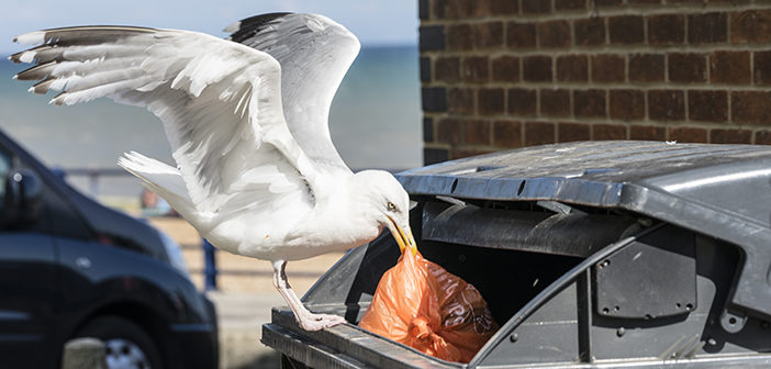 Rentokil issues gull warning ahead of summer season