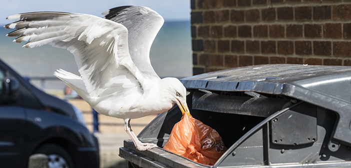 Choose professionals to protect wild birds, says trade body