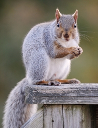 Grey squirel