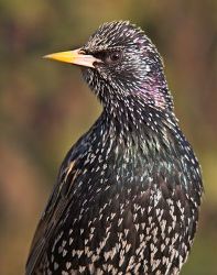 Starling