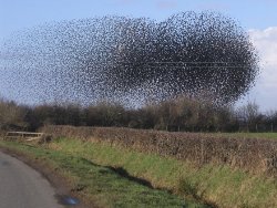 Starling - flock