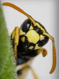 Wasp