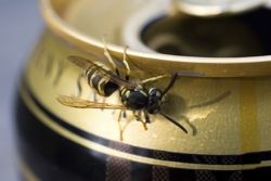 Wasp on can