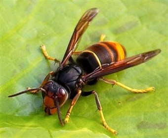 Asian Hornet