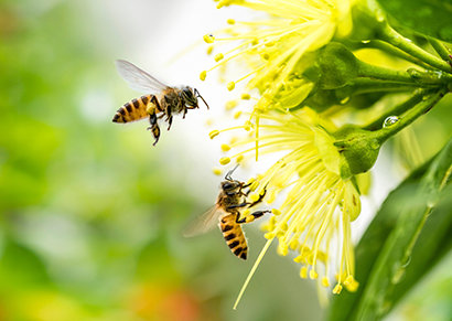 Bees on flower