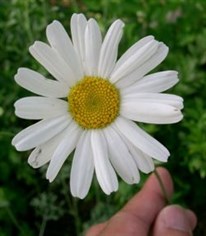 Bleu Line Tanacetum Cinerariifolium