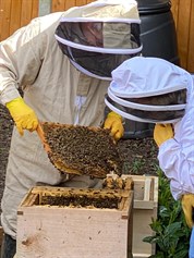 Checking the hive