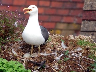 Herring gull on nest
