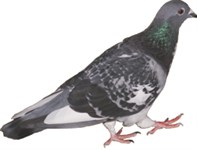 Survey pigeon