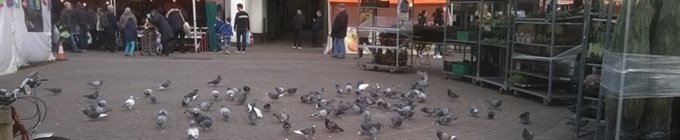 Pigeon's in marketplace