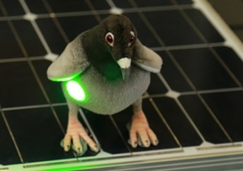 Ppc Live Laser Pigeon