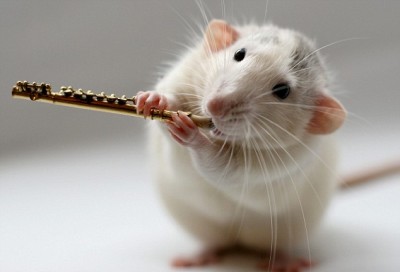Rat - musical