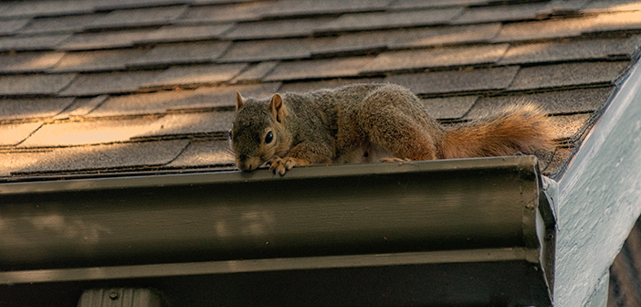 Research underway to trace the steps of urban squirrels