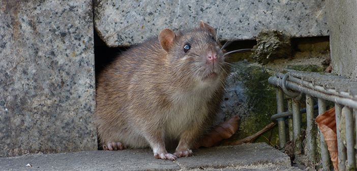 Council to make Bolton residents pay to deal with rat infestations