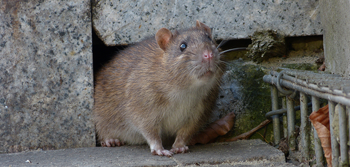 Advice from Rentokil on how to keep mice and rats away this Christmas