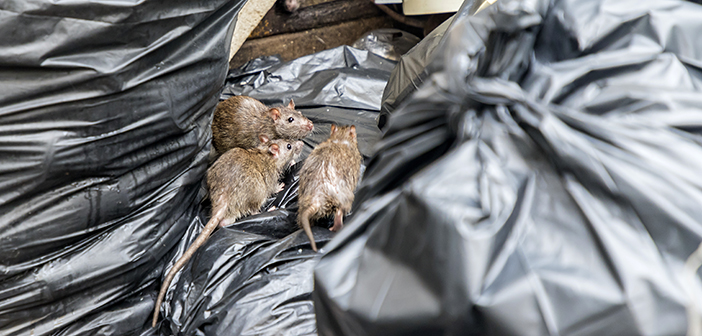 Council waives pest control fees after rise in rodent numbers