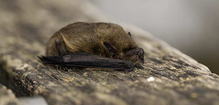 Bellway Homes handed £600,000 fine for destroying bat roost