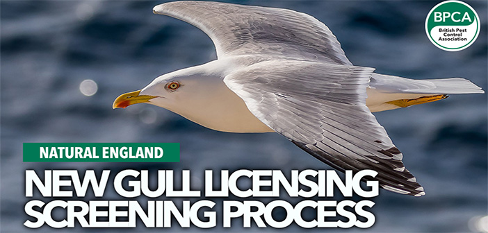 New gull licensing screening process from Natural England