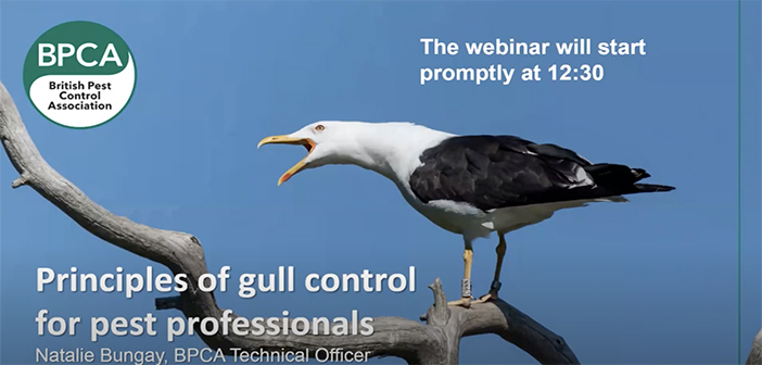 New BPCA video highlights the principles of gull control for pest professionals