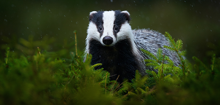 New badger cull licences to be banned after 2022