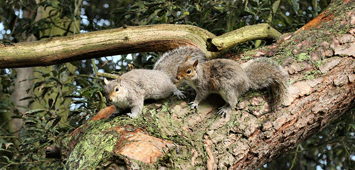 Charity says planting of 30,000 hectares of trees must be matched by grey squirrel control