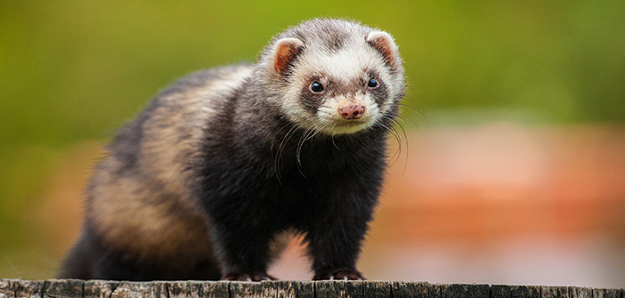 Ferrets to be removed as permitted target species for the DOC 250 spring trap