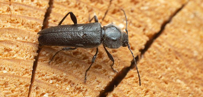 Understanding wood destroying insects webinar