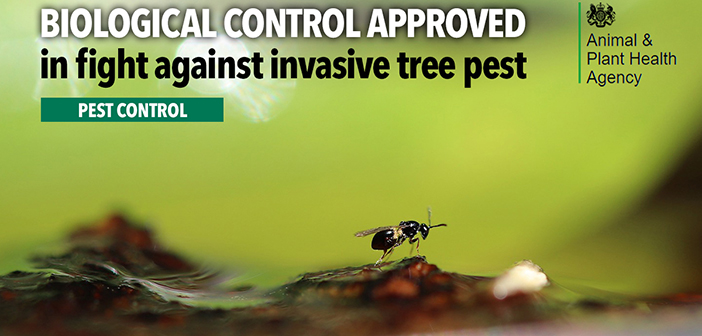 Biological control approved in fight against invasive tree pest