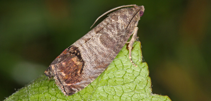 Fewer pests due to cold weather in May and June, but also less fruit and birds