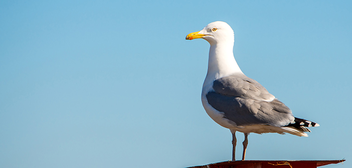 BPCA to host member summit on general licences for bird control in Northern Ireland