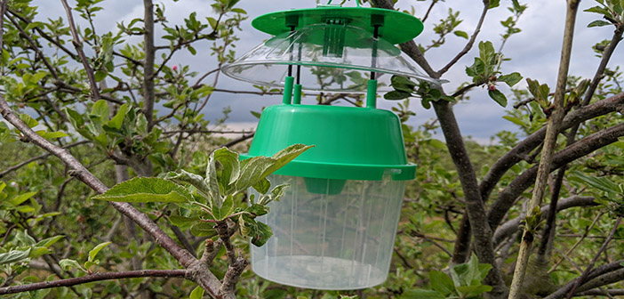 Funding secured for gadget that identifies apple moth by its unique wing beat