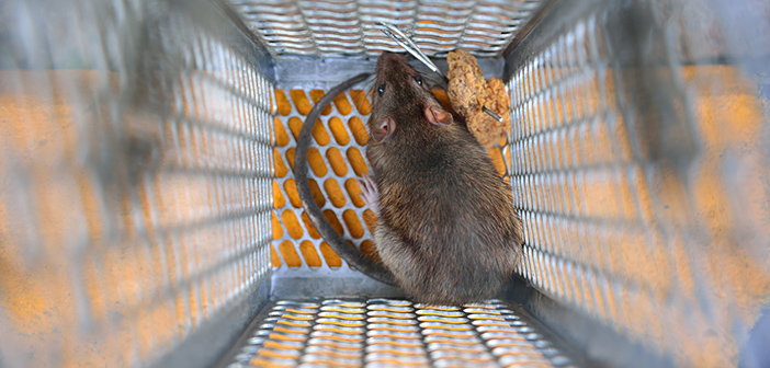 BPCA to host live capture trapping in pest control webinar
