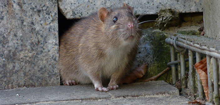 Research finds rats, bed bugs and mice to be the UK’s biggest pest problems